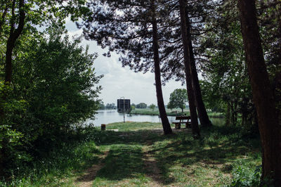 Trees growing in forest