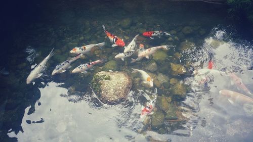 High angle view of koi carps swimming in sea