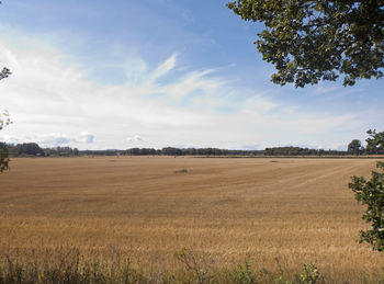 Scenic view of field against sky