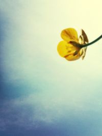 Yellow flower blooming in spring