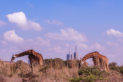 Scenic view of landscape