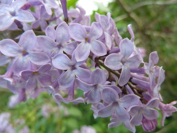 Close-up of purple flowering plants