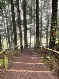 Footpath amidst trees in forest