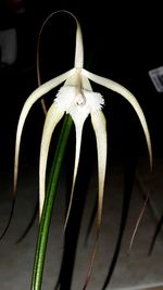 Close-up of fire against blurred background