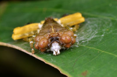 Close-up of spider on leaf