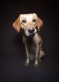 Close-up portrait of dog