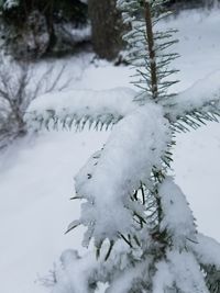 Close-up of frozen tree during winter