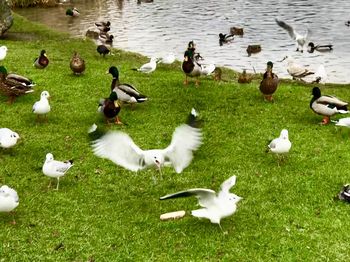 Flock of birds in lake