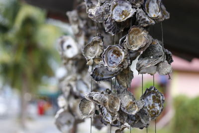 Close-up of shell decoration hanging at shop
