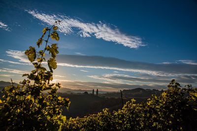 Plants growing on field against sky during sunset