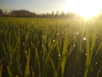 Crops growing on field against bright sun