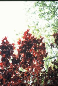 Low angle view of tree against sky