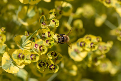 Close-up of bee sitting on blossom of euphorbia plant