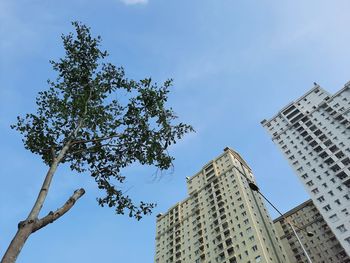 Low angle view of tree and building against sky