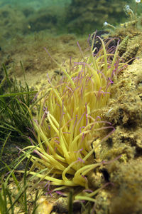 Close-up of plant in sea