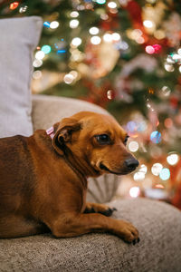 Dog looking at christmas tree