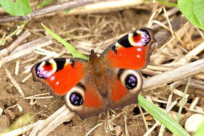 Close-up of butterfly perching on leaf