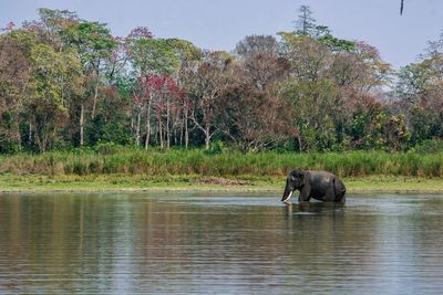 View of elephant in lake