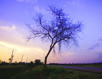 Silhouette bare tree on field against sky during sunset