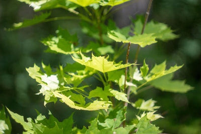 Close-up of leaves on plant