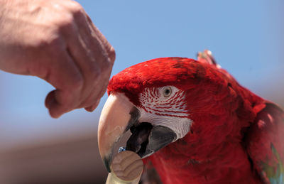 Close-up of hand holding a bird