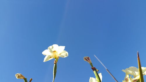 Low angle view of white flowers against clear blue sky