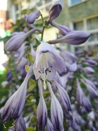 Close-up of purple flowers blooming outdoors