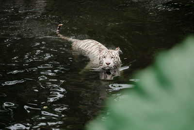 Cat in a lake