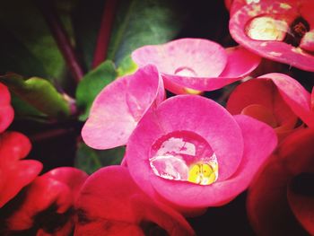 Close-up of water lily blooming outdoors