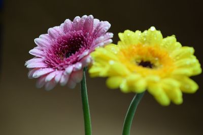 Close-up of pink flowers