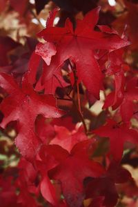 Close-up of red flowering plant