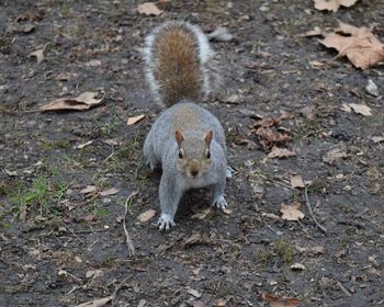 Portrait of squirrel sitting on grassy field