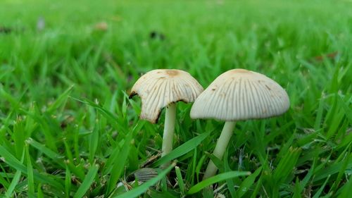 Close-up of mushroom growing on field