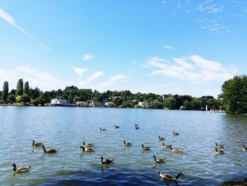 Ducks swimming in lake