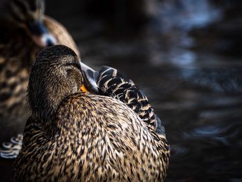 Close-up of a duck