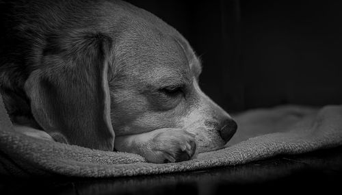 Close-up of dog sleeping