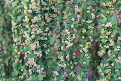 Full frame shot of flowering plant