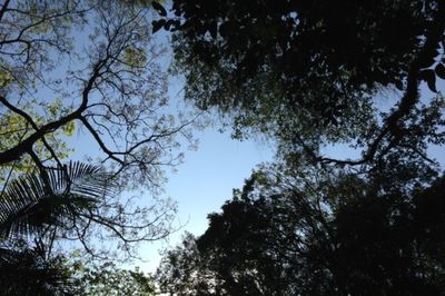 Low angle view of trees against sky