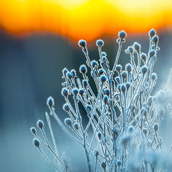 Gilded frost. autumn's captive bloom embraces the sunrise. northern europe during autumn.