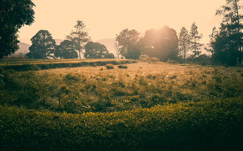 Scenic view of field against clear sky during sunset