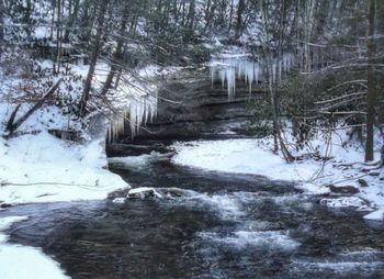 Scenic view of forest during winter