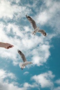 Low angle view of seagulls flying against sky