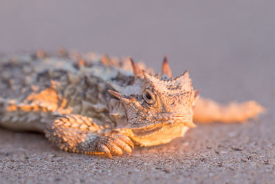 Close-up of crab on sand