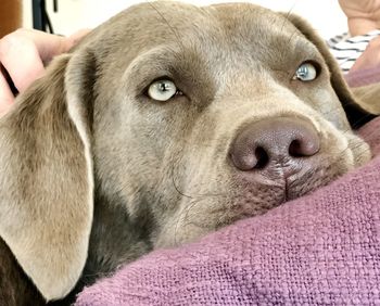 Close-up portrait of a dog