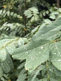 Close-up of wet plant leaves during rainy season