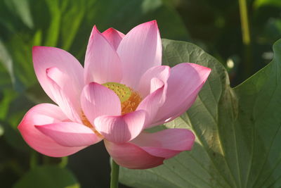 Poems and songs of writers often have chapters praising the lotus