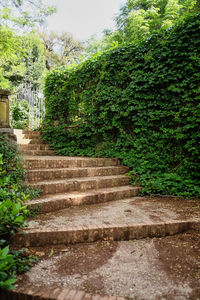 Footpath amidst trees and plants in park