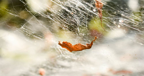 Close-up of spider on web