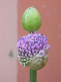 Close-up of purple flowering plant