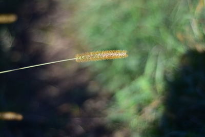 Close-up of plant